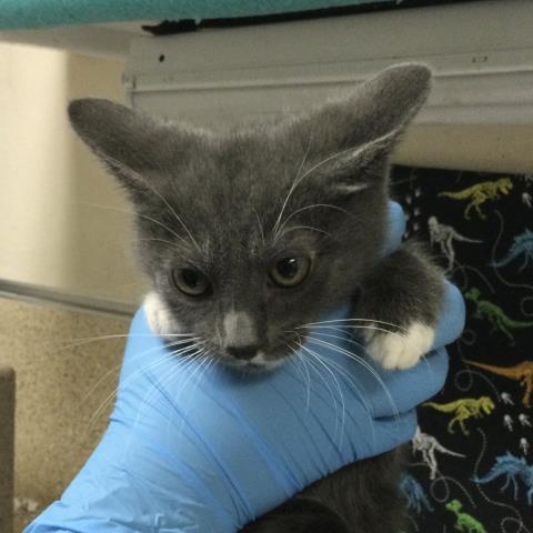 Shelter Stray Male Cat last seen Near BLOCK SAN REMO WAY, RIVERSIDE CA 92501, 6851 Van Buren Boulevard, Jurupa Valley, CA 92509, USA