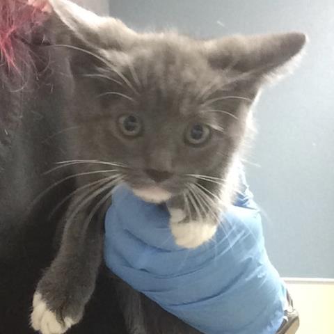Shelter Stray Male Cat last seen Near BLOCK SAN REMO WAY, RIVERSIDE CA 92501, 6851 Van Buren Boulevard, Jurupa Valley, CA 92509, USA