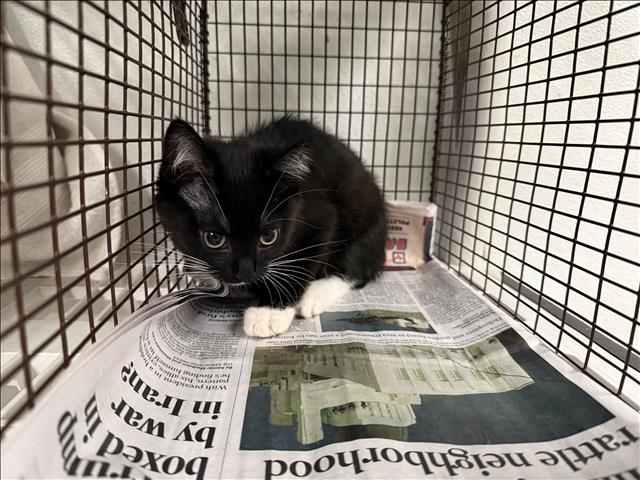 Shelter Stray Female Cat last seen , 14409 Vanowen St, Van Nuys, CA 91405, USA