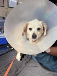 Shelter Stray Female Dog last seen HARRISON ST AND BOLTON AVE, RIVERSIDE, 6851 Van Buren Boulevard, Jurupa Valley, CA 92509, USA