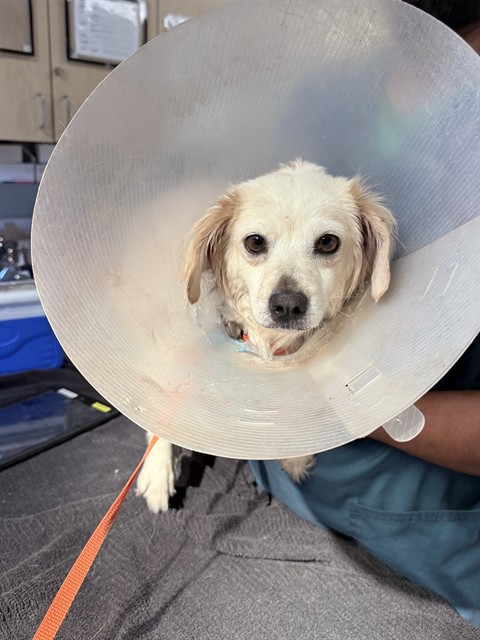 Shelter Stray Female Dog last seen HARRISON ST AND BOLTON AVE, RIVERSIDE, 6851 Van Buren Boulevard, Jurupa Valley, CA 92509, USA