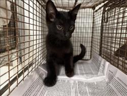 Shelter Stray Unknown Cat last seen , 14409 Vanowen St, Van Nuys, CA 91405, USA