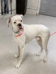 Shelter Stray Male Dog last seen CASA BLANCA NEIGHBORHOOD, RIVERSIDE, CA, 6851 Van Buren Boulevard, Jurupa Valley, CA 92509, USA