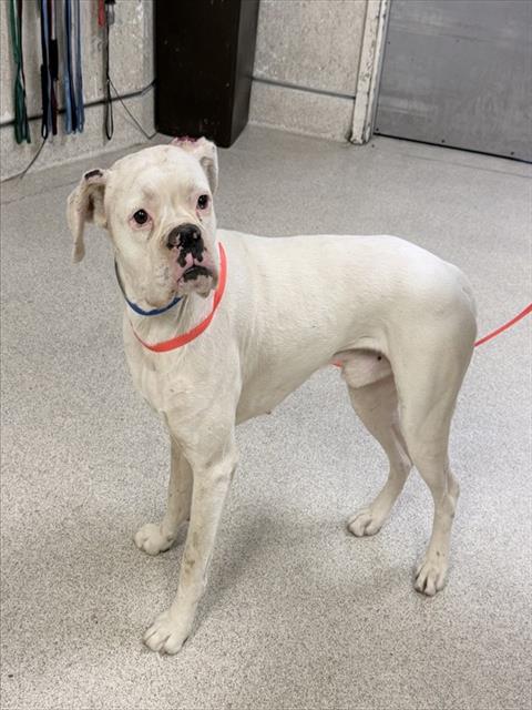 Shelter Stray Male Dog last seen CASA BLANCA NEIGHBORHOOD, RIVERSIDE, CA, 6851 Van Buren Boulevard, Jurupa Valley, CA 92509, USA