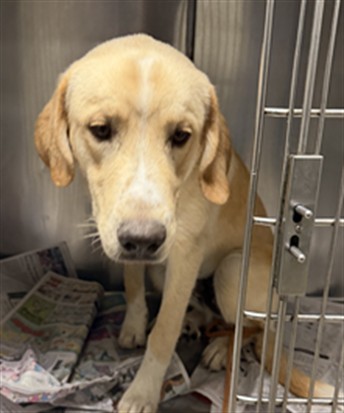 Shelter Stray Male Dog last seen , 14409 Vanowen St, Van Nuys, CA 91405, USA