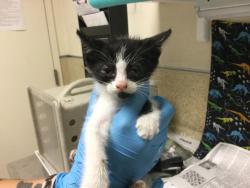 Shelter Stray Unknown Cat last seen LIMONITE AVE/ HAMNER AVE, EASTVALE CA, 6851 Van Buren Boulevard, Jurupa Valley, CA 92509, USA
