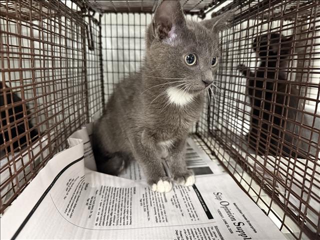 Shelter Stray Unknown Cat last seen , 14409 Vanowen St, Van Nuys, CA 91405, USA