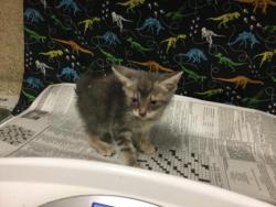 Shelter Stray Unknown Cat last seen LIMONITE AVE/ HAMNER AVE, EASTVALE CA, 6851 Van Buren Boulevard, Jurupa Valley, CA 92509, USA