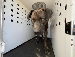 Shelter Stray Male Dog last seen SEATON AVE, PERRIS, CA, 6851 Van Buren Boulevard, Jurupa Valley, CA 92509, USA