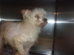 Shelter Stray Female Dog last seen , 14409 Vanowen St, Van Nuys, CA 91405, USA