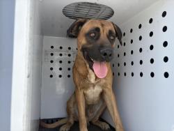 Shelter Stray Male Dog last seen SEATON AVE, PERRIS, CA, 6851 Van Buren Boulevard, Jurupa Valley, CA 92509, USA