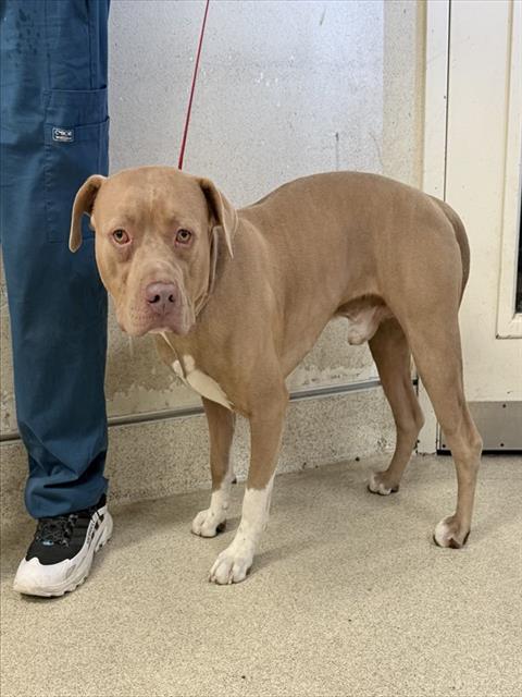 Shelter Stray Male Dog last seen Near BLOCK CASTRO LN, JURUPA VALLEY, CA, 6851 Van Buren Boulevard, Jurupa Valley, CA 92509, USA