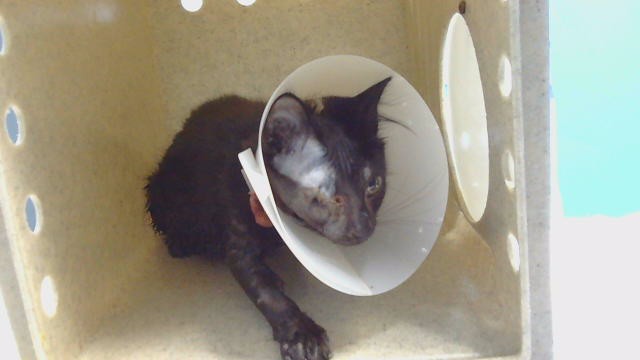 Shelter Stray Male Cat last seen , 216 W Victoria St, Gardena, CA 90248, USA