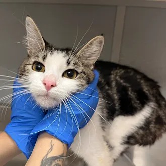 Shelter Stray Female Cat last seen Near BLOCK ALCOTT AVE, LAS VEGAS NV 89142, 655 N Mojave Rd, Las Vegas, NV 89101, USA