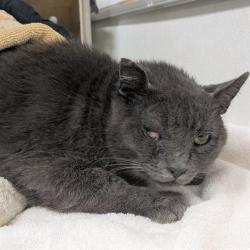 Shelter Stray Male Cat last seen , 600 Aviation Dr, Camarillo, CA 93010, USA