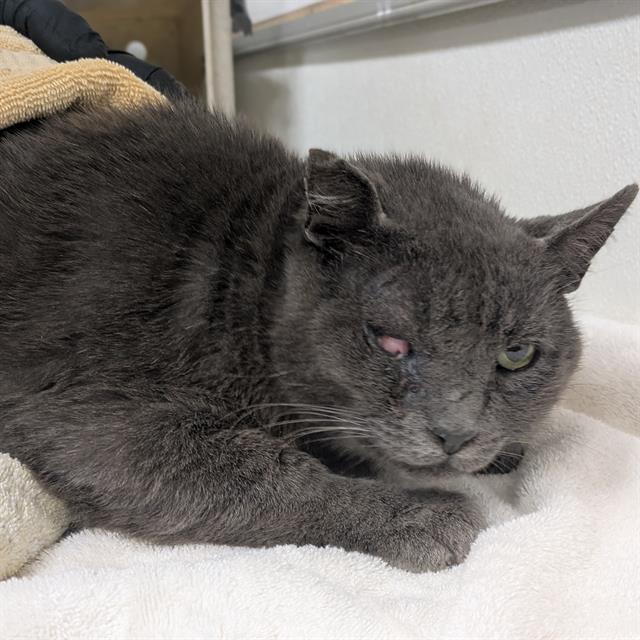 Shelter Stray Male Cat last seen , 600 Aviation Dr, Camarillo, CA 93010, USA