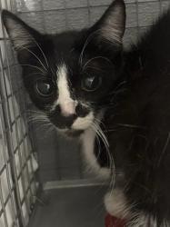 Shelter Stray Female Cat last seen Near BLOCK ALCOTT AVE, LAS VEGAS NV 89142, 655 N Mojave Rd, Las Vegas, NV 89101, USA