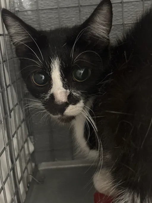 Shelter Stray Female Cat last seen Near BLOCK ALCOTT AVE, LAS VEGAS NV 89142, 655 N Mojave Rd, Las Vegas, NV 89101, USA