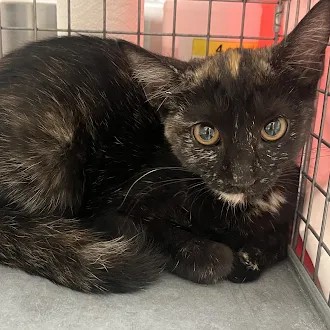 Shelter Stray Female Cat last seen Near BLK S 15TH ST, 655 N Mojave Rd, Las Vegas, NV 89101, USA