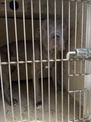 Shelter Stray Male Dog last seen Near BLOCK W MESQUITE AVE, 655 N Mojave Rd, Las Vegas, NV 89101, USA
