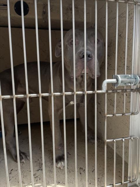 Shelter Stray Male Dog last seen Near BLOCK W MESQUITE AVE, 655 N Mojave Rd, Las Vegas, NV 89101, USA