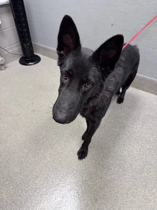Shelter Stray Female Dog last seen , 655 N Mojave Rd, Las Vegas, NV 89101, USA