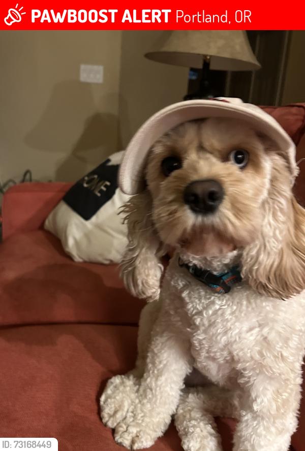 Lost Female Dog last seen NE 8th and Stanton, Portland, OR 97212