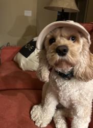 Lost Female Dog last seen NE 8th and Stanton, Portland, OR 97212