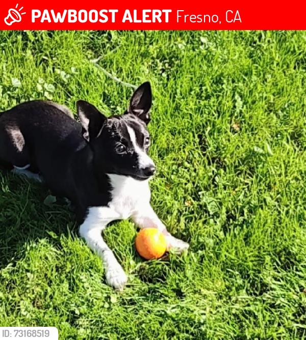 Lost Male Dog last seen Van ness, Fresno, CA 93704