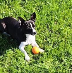 Lost Male Dog last seen Van ness, Fresno, CA 93704