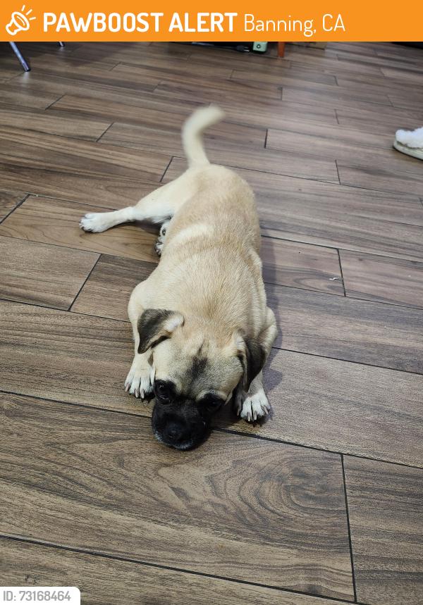 Found/Stray Male Dog last seen Near Banning Municipal Airport, Banning, CA 92220