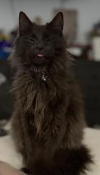 Lost Male Cat last seen Rowan Road and Crest Road, Leeds, AL 35094