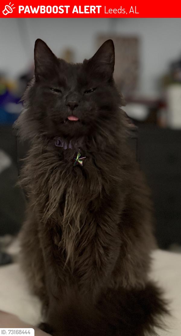 Lost Male Cat last seen Rowan Road and Crest Road, Leeds, AL 35094