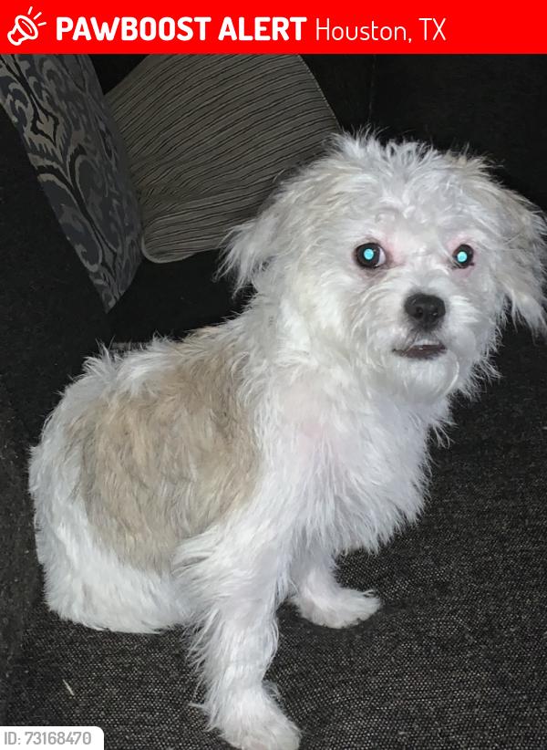Lost Female Dog last seen Near kinkaid st Houston tx 77093, Houston, TX 77093