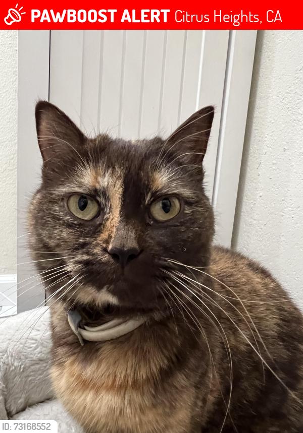 Lost Female Cat last seen Greenback and fire oarks, Citrus Heights, CA 95610