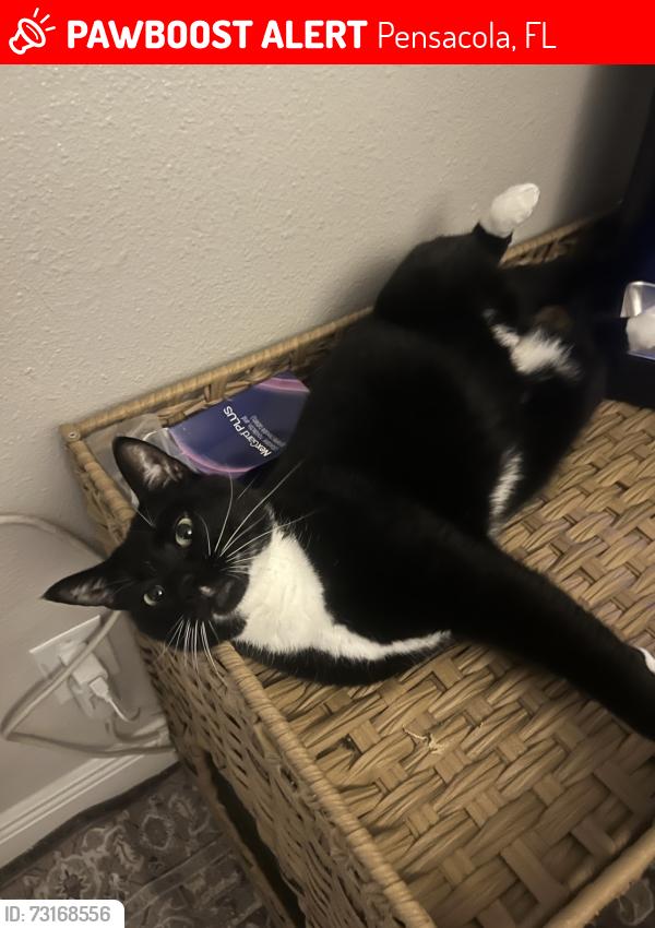 Lost Female Cat last seen Behind the AMC, Pensacola, FL 32503