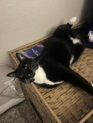 Lost Female Cat last seen Behind the AMC, Pensacola, FL 32503