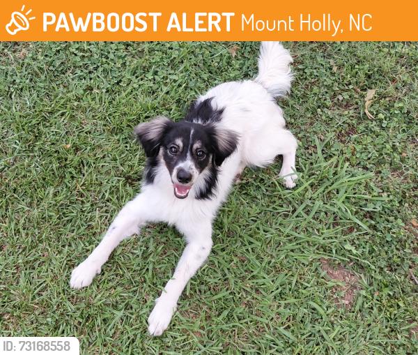 Found/Stray Male Dog last seen Nicole Terrace, Mount Holly, Mount Holly, NC 28120