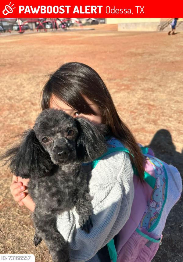 Lost Male Dog last seen West Odessa, on Moss near El Ranchito, Odessa, TX 79764