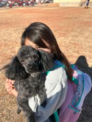 Lost Male Dog last seen West Odessa, on Moss near El Ranchito, Odessa, TX 79764