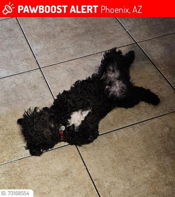 Deceased Male Dog last seen 35th Bethany home rd, Phoenix, AZ 85017