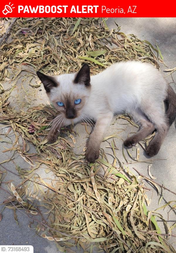 Lost Male Cat last seen 85th Drive and w. El Camanito, Peoria, AZ 85345
