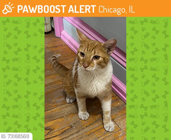 Found/Stray Male Cat last seen South Shore Drive near 73rd St, Chicago, IL 60649