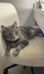 Lost Male Cat last seen Near st 91 ave nw, Edmonton, AB T5T 5V9