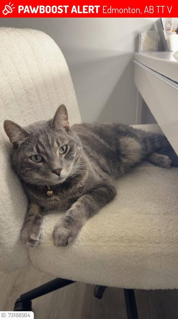 Lost Male Cat last seen Near st 91 ave nw, Edmonton, AB T5T 5V9