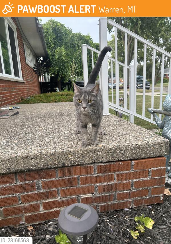 Found/Stray Male Cat last seen near Curie street, Warren, MI 48091
