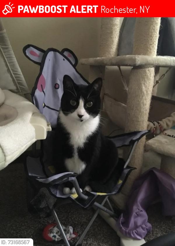 Lost Male Cat last seen Fetzner road, Rochester, NY 14626