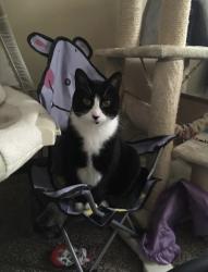 Lost Male Cat last seen Fetzner road, Rochester, NY 14626