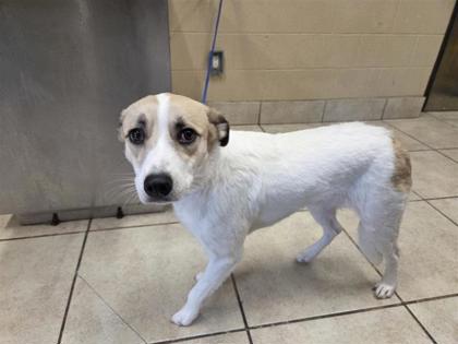 Shelter Stray Female Dog last seen Near PARKSVILLE WAY, City of Cedar Park, TX, 1855 SE Inner Loop, Georgetown, TX 78626, USA