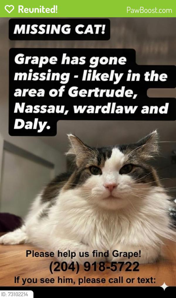 Reunited Male Cat last seen Nassau and Gertrude, Winnipeg, MB R3L 0M9